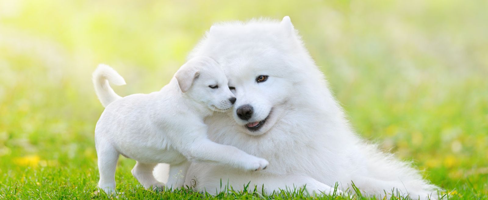 Paw-some Parents